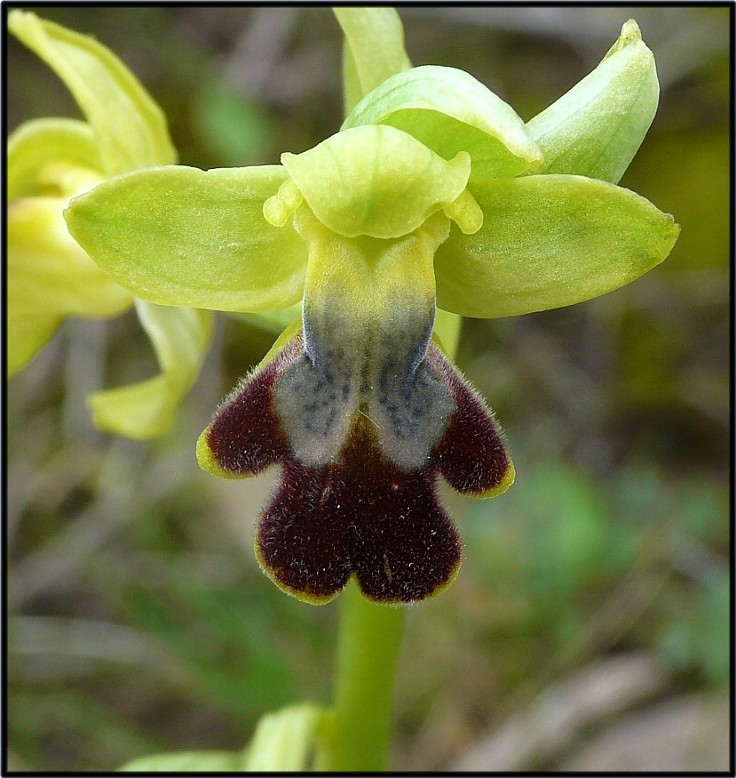 Ophrys del Gargano